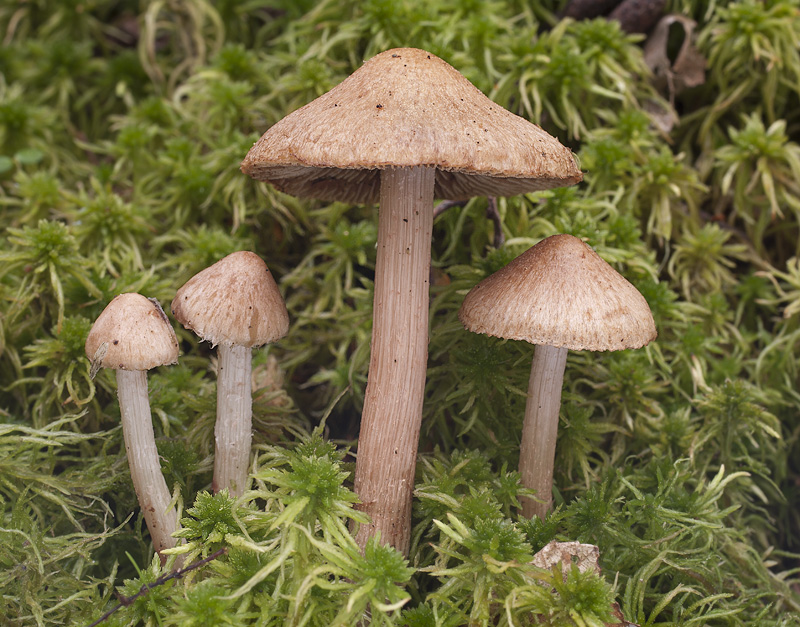 Inocybe cervicolor